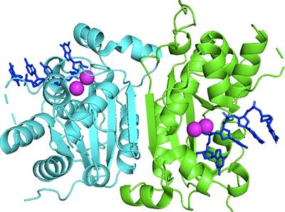 TREX1 as a Novel Immunotherapeutic Target